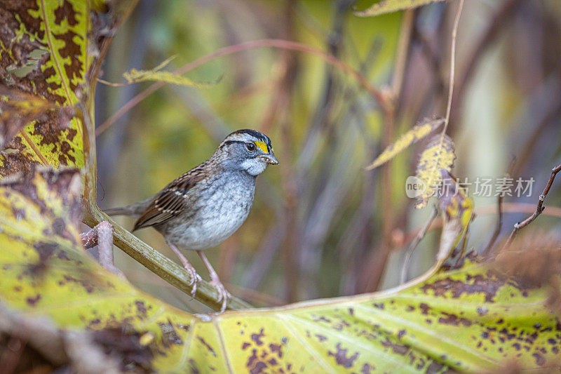 白喉麻雀，Chingolo Gorjiblanco， (Zonotrichia albicollis)，白喉麻雀。